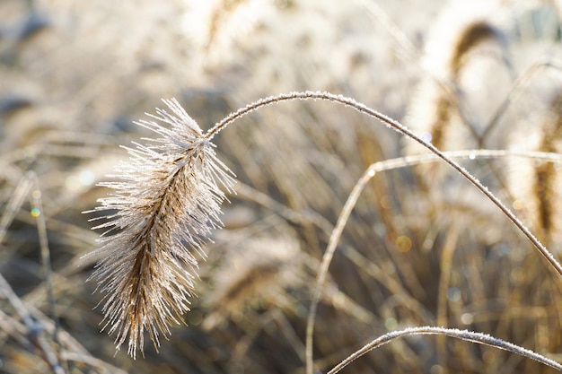 Winter aan de vijver in natuurlijke prachtige tuin