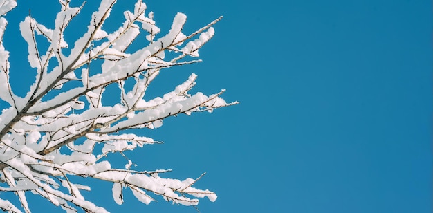 Winter achtergrond besneeuwde takken op de achtergrond van blauwe lucht