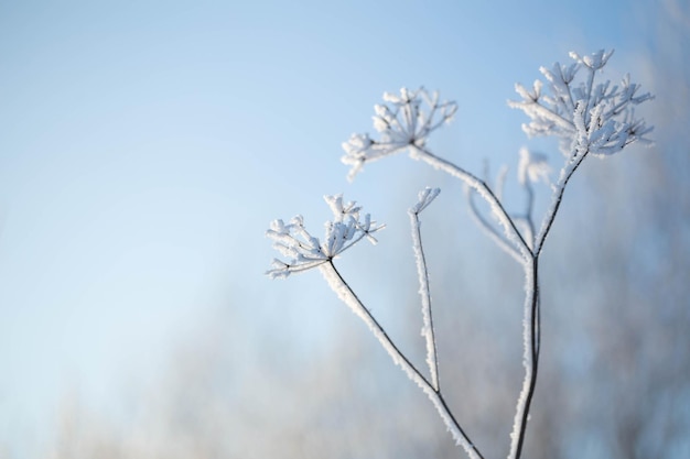 Winter achtergrond met planten in rijm in zonlicht clouse up