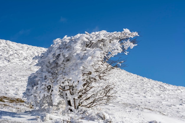 Winter achtergrond