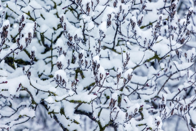 Winter achtergrondpatroon van besneeuwde boomtakken