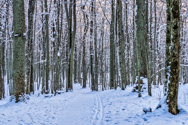 얼어 붙은 나무 사이의 겨울 골목