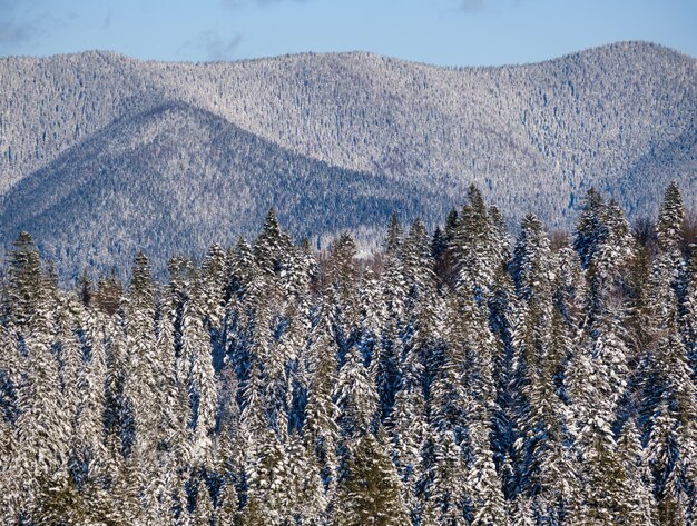 Photo winter alpine hills with fir and pine forest view from mountain village picturesque traveling hiking seasonal nature and countryside beauty concept background scene