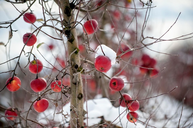 Winter apples trees with snow in an orchard