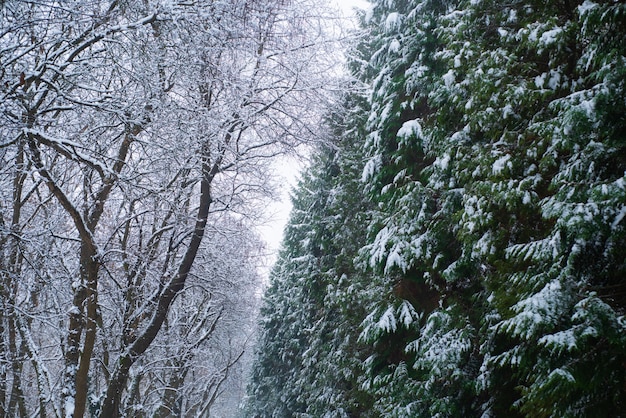 冬は雪に覆われた松や木の枝が来ています最初の雪の冬の活動新しい...