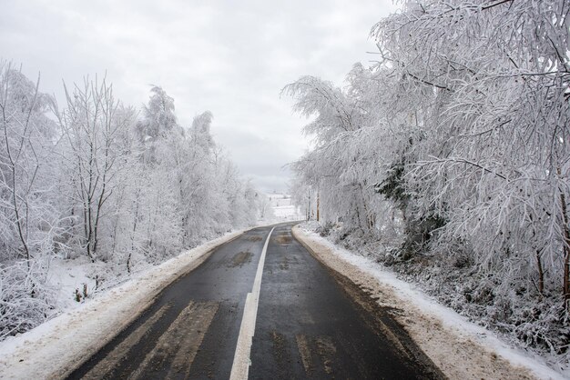 Winter asfaltweg in het bos