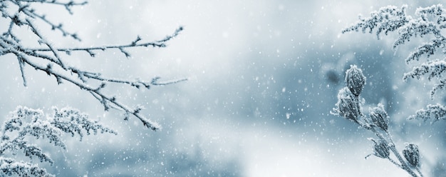 降雪時の霜に覆われた乾燥した植物のある冬の大気の風景。冬のクリスマスの背景