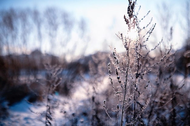 Зимний атмосферный пейзаж с замерзшими сухими растениями во время снегопада Зимний рождественский фон