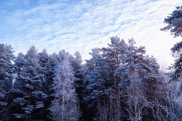 Winter atmospheric landscape with frostcovered dry plants during snowfall Winter Christmas background