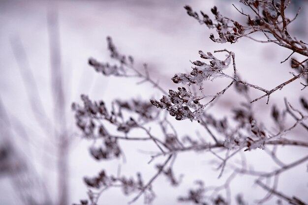 降雪時の霜で覆われた乾燥した植物と冬の大気の風景冬のクリスマスの背景