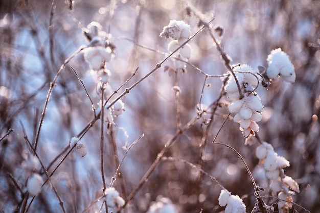 降雪時の霜で覆われた乾燥した植物と冬の大気の風景冬のクリスマスの背景