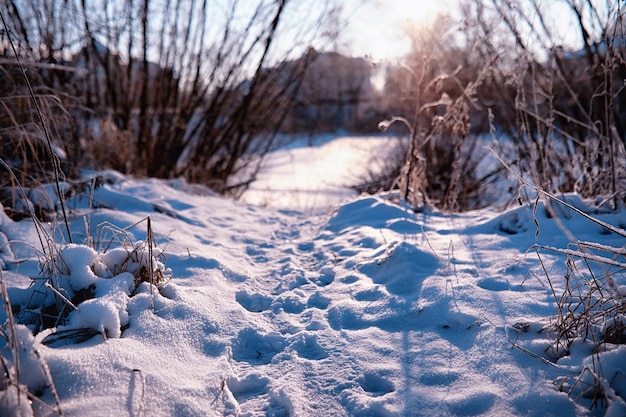 降雪時の霜で覆われた乾燥した植物と冬の大気の風景冬のクリスマスの背景