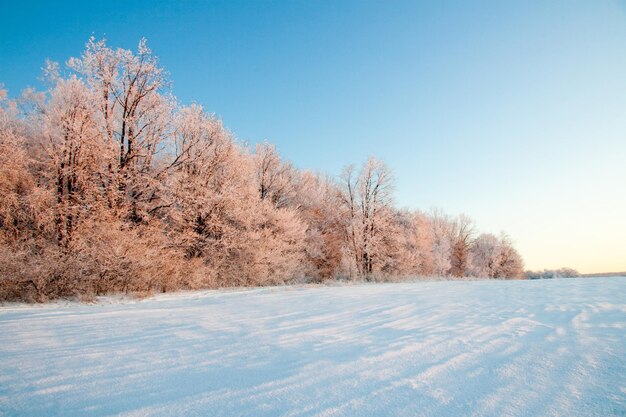 Winter atmospheric landscape with frostcovered dry plants during snowfall Winter Christmas background