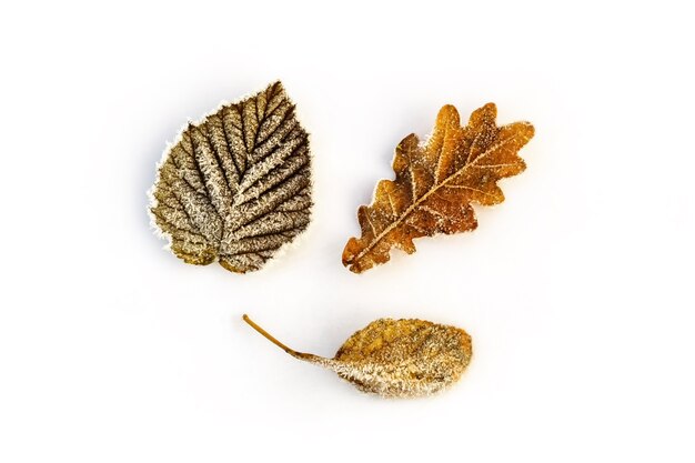 Winter or autumn concept flat lay with frost leaves, copy space. Top view