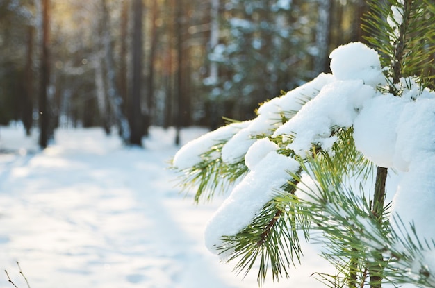 Winter background fresh fir tree branches covered with snow