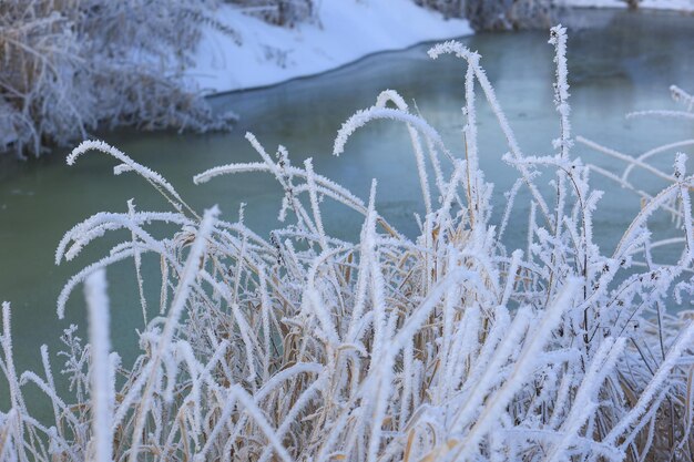 Winter background frozen grass white snow and river frosty day\
selective focus