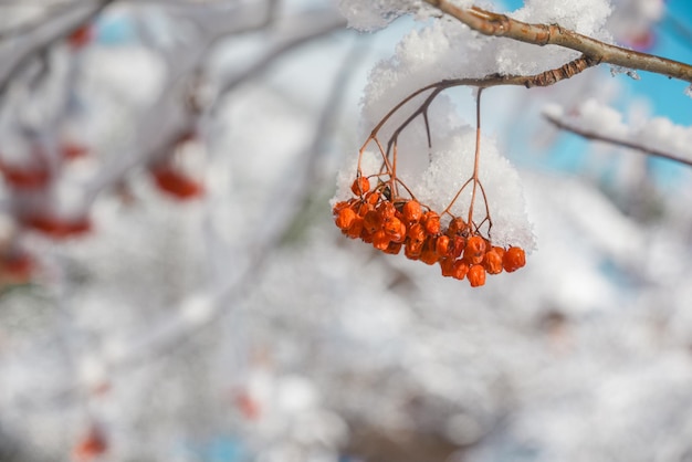 Winter background of rowan berries in snowdrifts