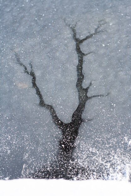 木のような冬の背景雪の霜の冷たい水クリスマス抽象的な新年のコンセプト