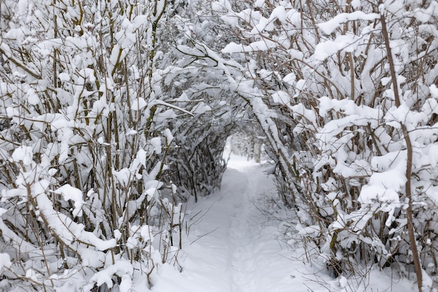 Winter background Snowcovered bushes and a path between them in the park Fresh pure white snow on the branches after a snowfall Cold snowy weather Selective focus