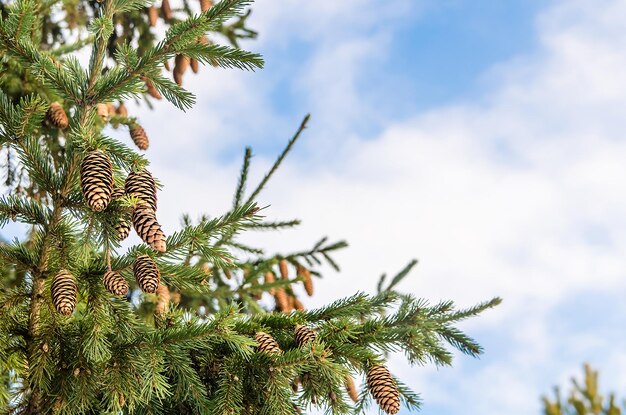 Winter background. spruce twigs and bumps against the sky, copy space