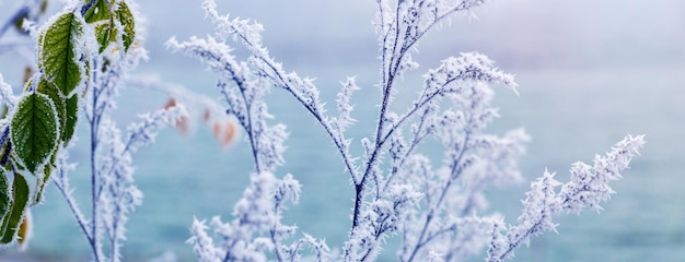 밝은 톤의 서리 덮인 식물이 있는 겨울 배경