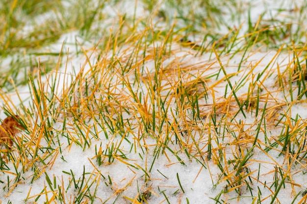 雪に覆われた乾いた草と冬の背景。雪の中の草