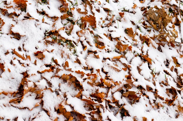 Sfondo invernale con foglie secche cadute coperte di neve