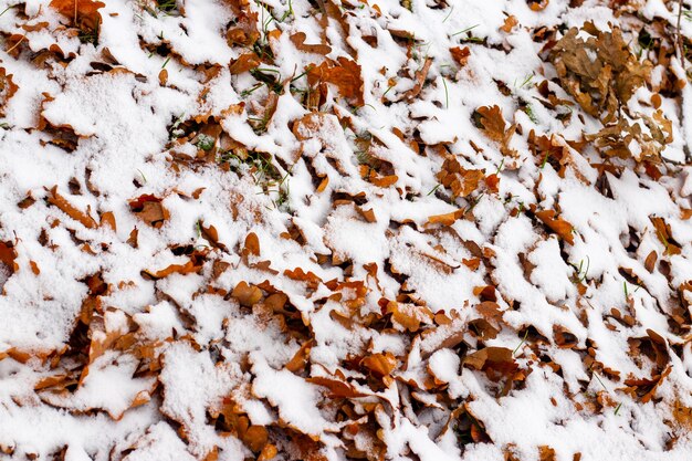 Winter background with snow-covered fallen dry leaves