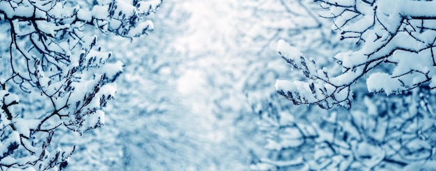 雪に覆われた木の枝と冬の背景