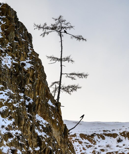 Foto inverno baikal il piccolo mare il regno del ghiaccio e della neve olkhon lago baikal un corvo è seduto su un pino