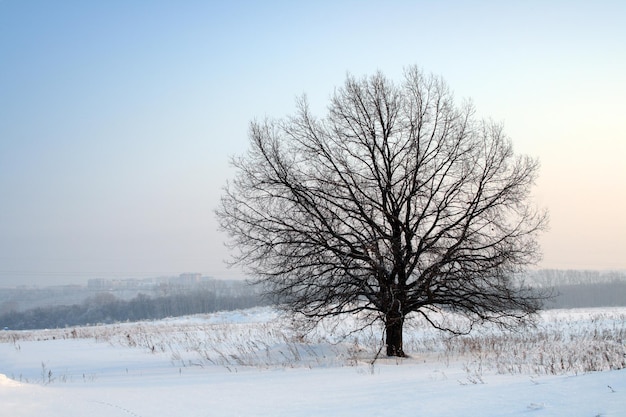 Зимнее голое дерево