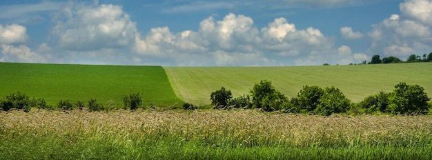 Winter barley in the foreground and beautiful two halves of a field agricultural landscapes