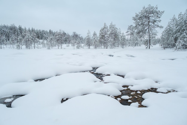 霜で覆われた木と冬の美しい風景