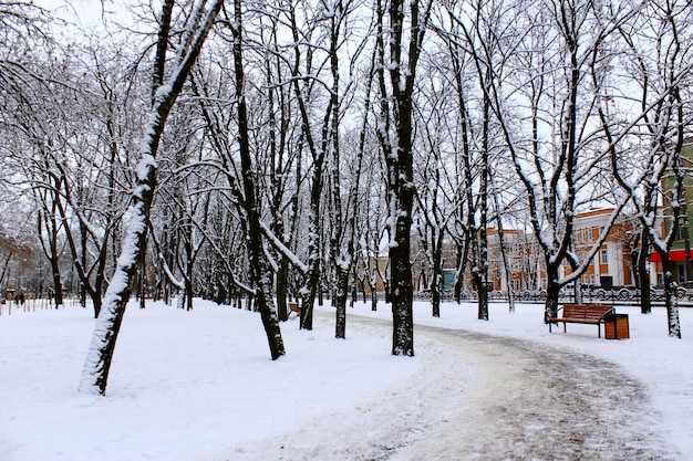 Photo winter beautiful park with many big trees and path