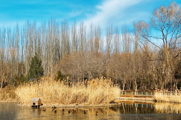 Winter in beijing ducks resting on frozen lake