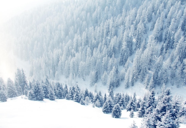 Winter bergbos in de sneeuw