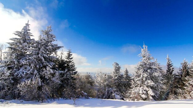 Winter bergen landschap met hoge sparren en sneeuw