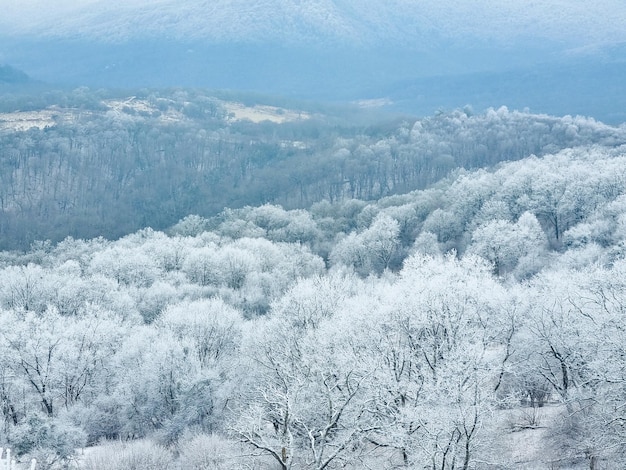 Winter berglandschap Bos en bergen bedekt met sneeuw