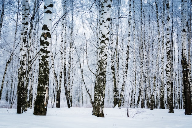 Foto winter berken bomen
