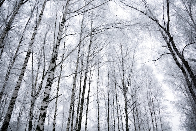 Winter berkenbomen