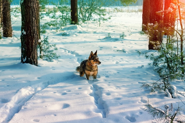 Winter besneeuwd bos Hond wandelen in het winterbos