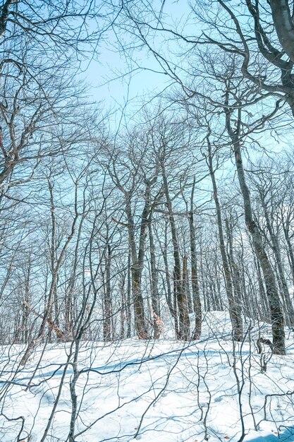 Winter besneeuwd bos in Fatra bergen piek Klak Slowakije Bomen zien eruit als in Japan