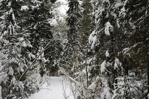 Winter besneeuwd ijzig landschap Het bos is bedekt met sneeuw Vorst en mist in het park