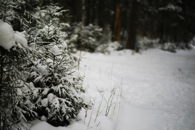 Winter besneeuwd ijzig landschap Het bos is bedekt met sneeuw Vorst en mist in het park