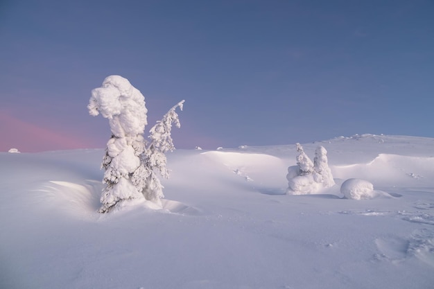 Winter besneeuwd minimalistisch landschap Minimalistisch landschap met een eenzame gewikkeld in sneeuwboom in een winterveld Kerstvakantie en wintervakanties achtergrond
