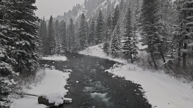 Winter besneeuwde bergscène de forest yellowstone rivier op sneeuwval met pijnbomen van besneeuwde