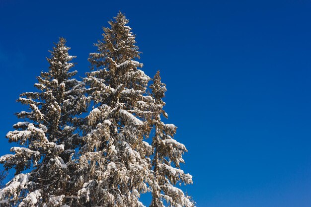 Winter besneeuwde bomen op de achtergrond van de blauwe hemel Winterlandschappen