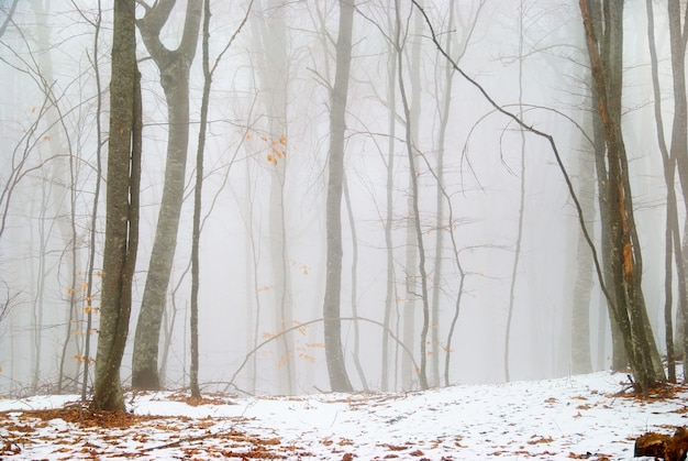 Winter besneeuwde bos in de dichte mist.