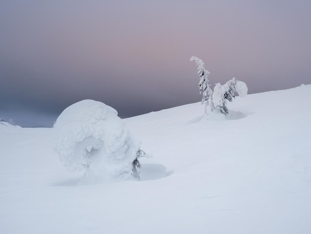 Winter besneeuwde ijzige natuurlijke achtergrond met een bevroren dennenboom Minimalistisch landschap met een eenzame naakte besneeuwde boom in een winterveld Geweldige scène bij bewolkt en mistig weer