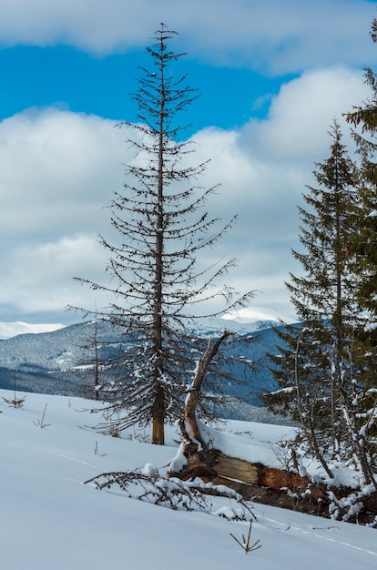 Winter besneeuwde karpaten oekraïne